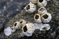 Mini Explorers (ages 3-5): Life On a Rock