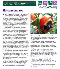 Your garden supply and advice hq. Blossom End Rot Of Tomato Tip Sheet Msu Extension