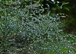 Image result for Asparagus natalensis