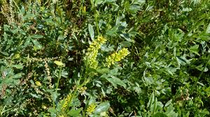 Image result for Melilotus indicus