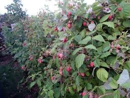 Framboises Framboise Arbuste Jardins