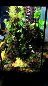 Pin On Gecko Terrarium Inspiration