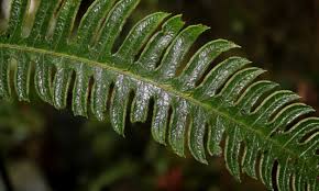 Image result for Pteris atrovirens