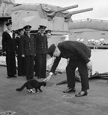 Cat H 12756 Katzen Schwarze Katze Hms Prince Of Wales