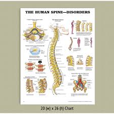 spine diagram chart wiring diagrams