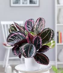 Calathea Rosea Picta 1a Zimmerpflanzen Online Kaufen Baldur Garten Zimmerpflanzen Pflanzen Tropische Zimmerpflanzen