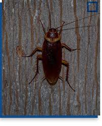 Check spelling or type a new query. Palmetto Bugs Get Help Identifying And Exterminating Dave S Pest Control