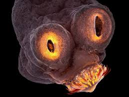 A few epithelial layers are constructed from cells that are said to have a transitional shape. Stunning Microscope Photos That Won Nikon S Annual Image Contest