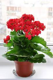 Let's take a look at the plants that will brighten your living space! 23 Of The Easiest Houseplants You Can Grow Indoor Flowering Plants Indoor Flowers Plants