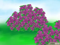 See full list on wikihow.com How To Prune Azaleas 8 Steps With Pictures Wikihow