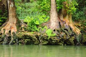 Lower Flint River Paddle — Georgia Conservancy