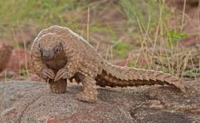 Kompas.com — tak semua dinosaurus bertelur. 7 Binatang Yang Paling Banyak Diseledup Iluminasi