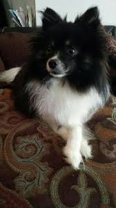 Black American Eskimo Dog Price Domino American Eskimo Dog Cute Animals Cute Dogs