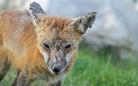 Mange in the Red Fox | Wildlife Online
