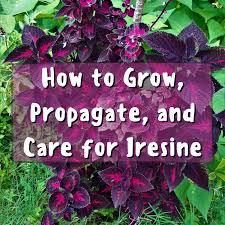 Image result for Iresine
