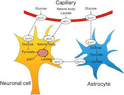 Neurodevelopment Is Dependent