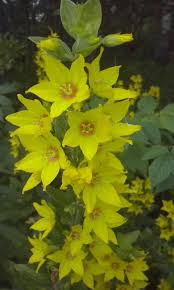 Image result for Lysimachia tenuicaulis