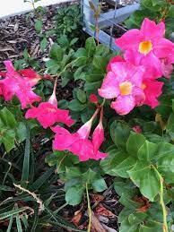Mandevilla Sanderi Brazilian Jasmine Flowering Perth April Bloom Flowers Plants