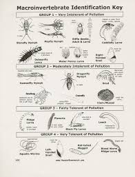 Exact Pond Life Identification Chart 2019