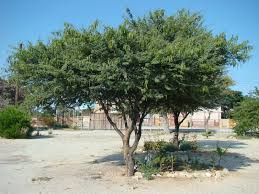 Image result for Acacia luederitzii