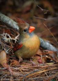 Birds That Look Like Cardinals Pin De Robin R Em Belas Aves Passaros Bonitos Passaros Animais Lindos