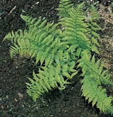 Image result for Woodsiaceae