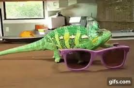 Chameleon Changing Color And Shows Off His Skills In Colors Of Glasses Chameleon Changing Color Chameleon Color Color
