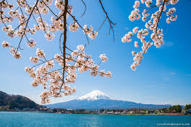 Visiting Japan During Cherry Blossom Season An Itinerary Bruised Passports