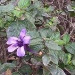 Image result for Dyschoriste thunbergiiflora