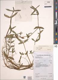 Image result for Enydra fluctuans