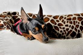 In fact, the miniature pinscher actually predates the doberman pinscher by roughly 200 years. Miniature Pinscher Profile Behavior Shedding And Health Aspca Pet Health Insurance