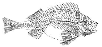 We did not find results for: Fish Skeleton Clipart Etc