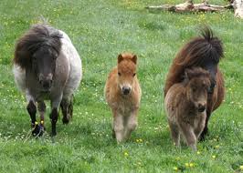 A game of ponies building a town. Shetland Pony Ponyrassen In Deutschland Fn