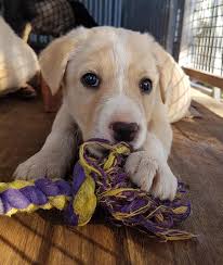 The golden husky is a stunning cross between a golden retriever and a siberian husky. Rspca Nsw Border Collie Cross Labrador Retriever Pups Facebook