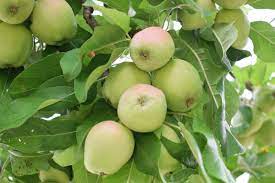 Insbesondere für kleine gärten sollten sie einen busch oder einen kurzstämmigen baum bevorzugen. Obstbaume Fur Kleine Garten Und Balkon Die Besten Sorten Botanik Guide
