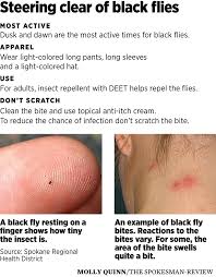 Many come from the soil of overwatered houseplants or compost bins. Black Fly Outbreak Across Spokane Brings Itchy Bleeding Misery The Spokesman Review