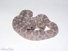 Anery Lavender Corn Snake Hatchling Corn Snake Pet Snake Snake Lovers