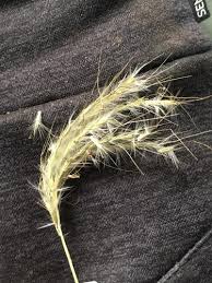 Image result for Anadelphia