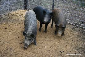 Legislation would make feral swine program permanent - Texas Farm Bureau