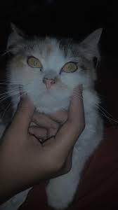 Peliharaan dengan julukan anabul yang merupakan singkatan dari anak bulu ini sering kali bertingkah lucu dan membuat yang melihatnya menjadi tertawa sendiri. Syh Aulina Follow Me Cat Anggora Aesthetic Tumblr Kucing Cantik Kucing Lucu Kucing