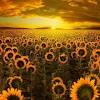 Before you begin your floral creation, the good people at field of flowers encourage you to mosey on over to the food and wine table, where and visit one of the three south florida locations: Https Encrypted Tbn0 Gstatic Com Images Q Tbn And9gcrxjnbxb49nha9lghmjwjtsu Kzlycdzgrphnfnluwh2tzwcvdx Usqp Cau