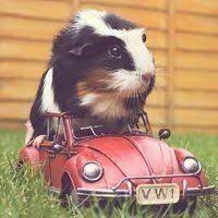 Two female guinea pigs who are 2 1/2 years old. Pin On Guinea Pigs