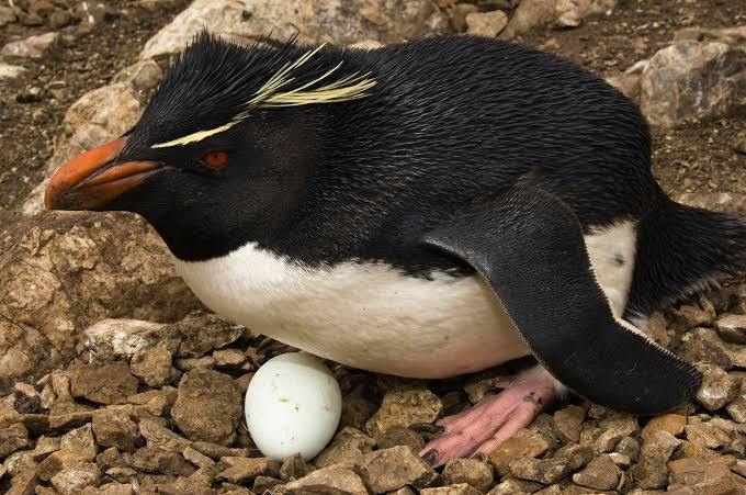 Mga resulta ng larawan para sa Macaroni Penguin egg"