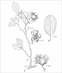 Image result for Octolepis decalepis