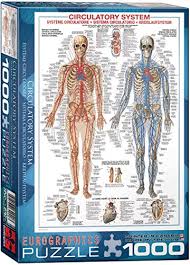 Drag and drop the skeleton bones in correct places. Human Anatomy Puzzles Educational And Fun Jigsaw Puzzles