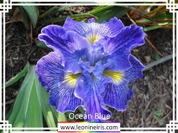 It's best to plant the tall plants towards the back of the filter, and lower growing plants in front. Leonine Iris Beardless Iris Culture