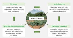 Image result for Prosopis juliflora