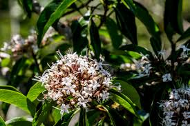 Image result for Allocassine laurifolia