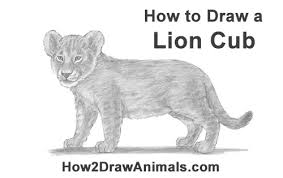 Form the nucleus by drawing two circles—a larger circle that takes up around 10% of the cell with a slightly smaller circle inside it. How To Draw A Lion Cub