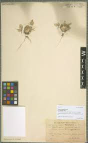 Image result for Thesium bangweolense